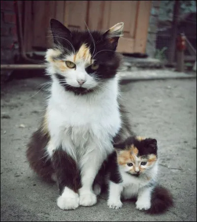 Veux-tu des chatons ?