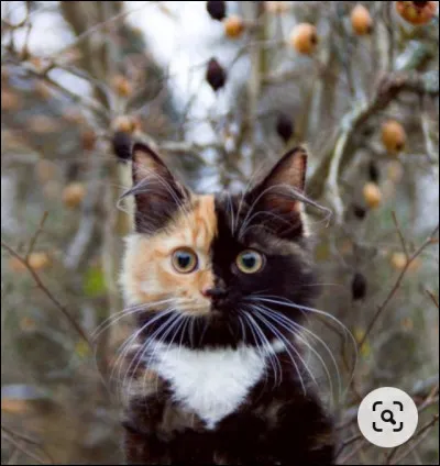 Quelle est ta plus grande qualité ?