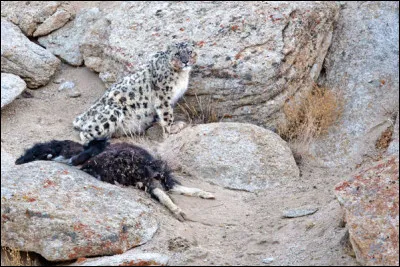 Le léopard des neiges chasse tous les jours :