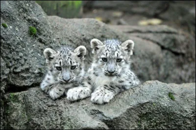 Les femelles mettent bas tous les ans :