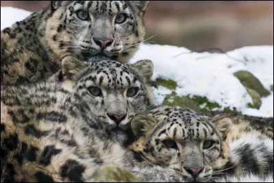 Quel est son nom scientifique ?