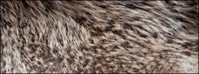 De quelle couleur veux-tu que ton pelage soit ?