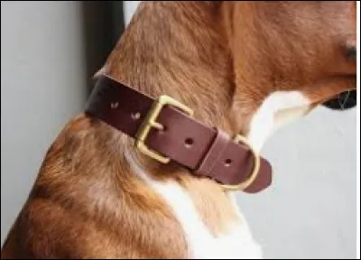 De quelle couleur veux-tu ton collier ?