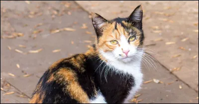 Tu trouves un chat dehors au froid.