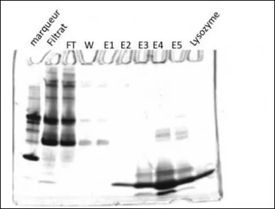 Daprès les résultats obtenus pour lélectrophorèse sur gel (SDS-PAGE) ci-dessous :