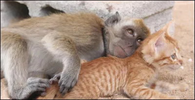 Quel est le nom du singe dans la fable « Le Singe et le Chat » ?