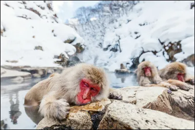 Quel singe se baigne dans des sources chaudes japonaises ?