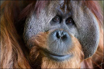 Cet orang-outan a appris une forme de langage rudimentaire à base de symboles pour communiquer avec nous.
