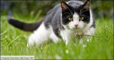 ''Il ne faut pas mettre la chat... avant les bufs !''