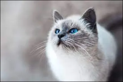 Quel métier pratiquent les chasseurs ? La chat...