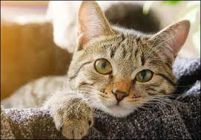 Un verbe qui signifie ''renverser une embarcation'' (un bateau, une barque...) : Chat...