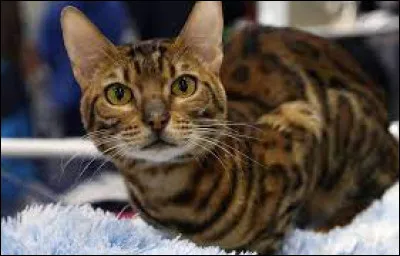 Un animal des montagnes :