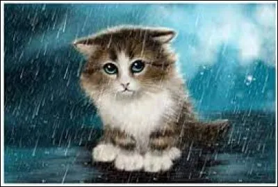 Ce chat est triste, il a un gros chat...