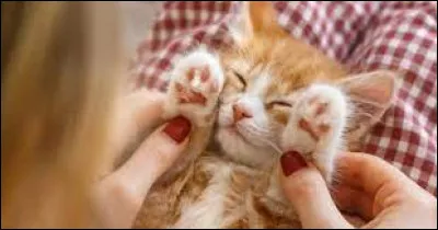 Très facile, c'est le trou par lequel les chats sortent et entrent dans une maison ! C'est la chat...