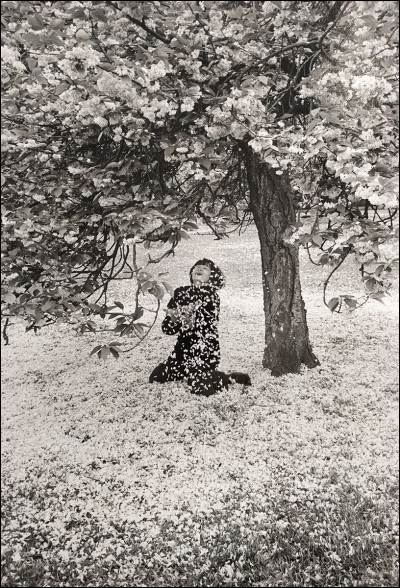 À qui doit-on la photographie "Le cerisier japonais" ?