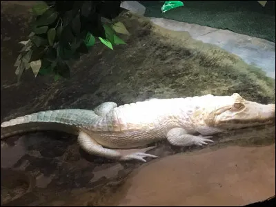 O&ugrave; pouvez-vous voir un ca&iuml;man ?