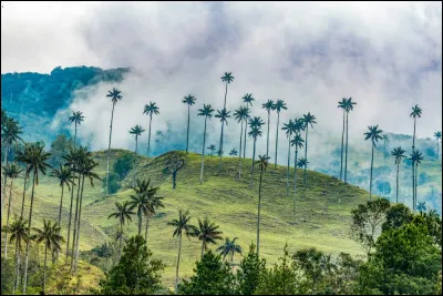 Quelle espèce de palmiers pouvant atteindre 65 mètres de hauteur et très présente dans la vallée de Cocora, est emblématique de la Colombie et en est lun des symboles nationaux ?