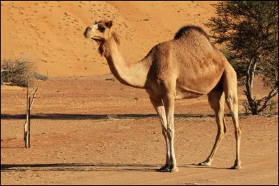 Celui-ci a beau blatérer jusquà plus ____, cest comme sil prêchait dans le ______ : personne ny entend un _______ mot. Mais ne déblatérons pas nous-mêmes : ne cassons pas du _____ sur son dos car, grâce à ce dernier, lexpression "rouler sa bosse" prend tout son sens. Il na quune bosse et ce n'est pas celle des maths, certes, mais il est bath le dromadaire !