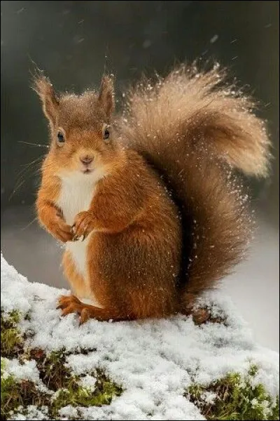 Comment les Allemands désignent-ils les poissons écureuils ?