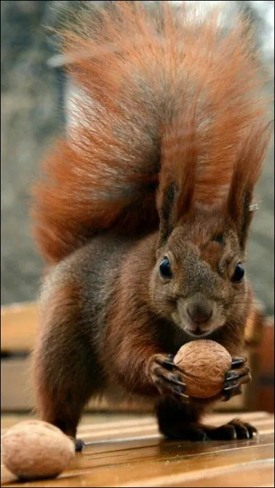 Quelle taille les écureuils pygmées d'Afrique peuvent-ils atteindre au minimum ?