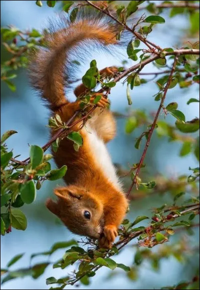 Quand ils naissent, les petits écureuils n'ont pas :