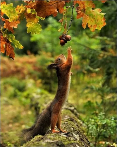 Dans "Charlie et la Chocolaterie", quel enfant veut absolument adopter un écureuil ?