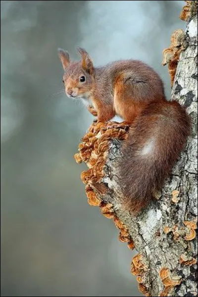 Sur quelle partie du corps de l'écureuil volant de Beecroft peut-on retrouver une grande tâche blanche ?