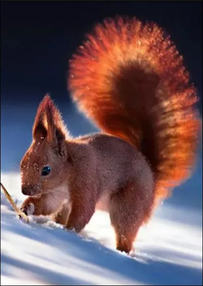 Quelle banque surnomme-t-on l'Ecureuil ?