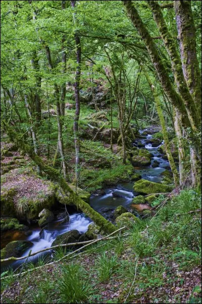 Qu'est-ce que le salariat ?