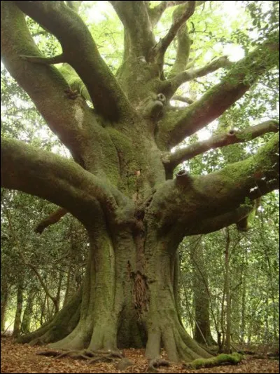 Qui a écrit "Le Capital", paru en 1867 ?