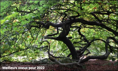 La forêt domaniale de la commune de Verzy est la plus grande concentration mondiale de hêtres tortillants que l'on appelle les Faux de Verzy.