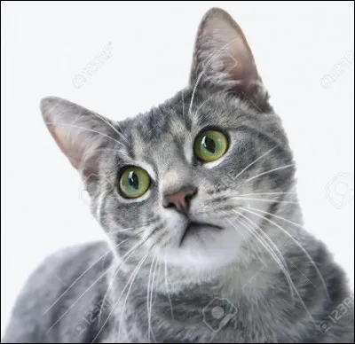 Tu aimerais être...