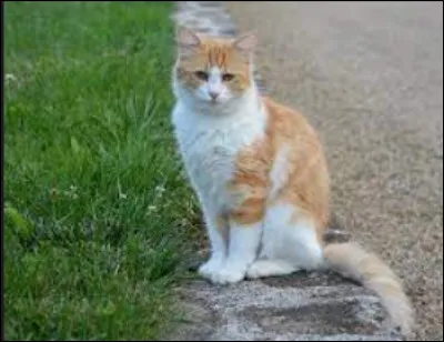 Lesquels de ces mots sont dans ton nom de ''La Guerre des clans'' ?