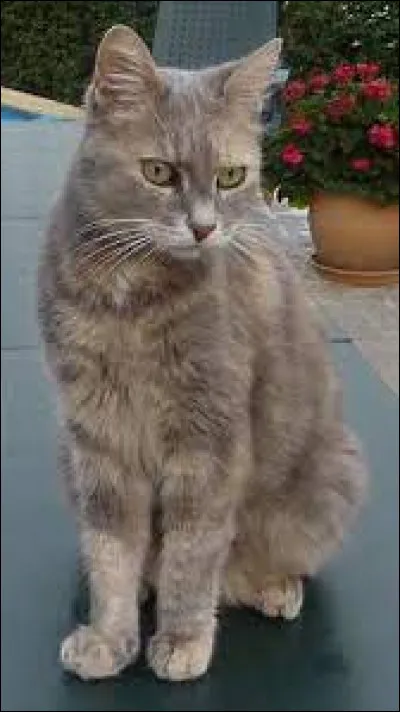 Le pelage d'Aile de Colombe est-il gris ?