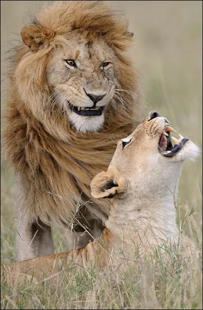 Dans quel film Disney les habitants des Amériques sont-ils qualifiés de sauvages par les Britanniques ?