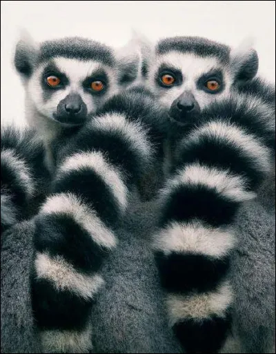 Dans quel département se trouve le château de Sauvage ?