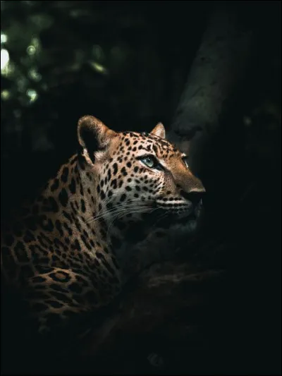 En quelle année la série "Victor Sauvage" était-elle diffusée en France ?