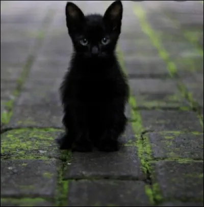 Un clan ennemi attaque et va vers la pouponnière.