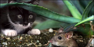 Quelles sont proies favorites ?