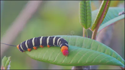 Le ver de velours capture sa proie grâce à...