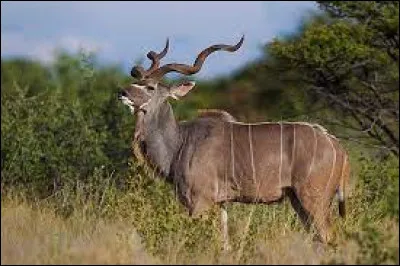 Animaux : Quelle antilope au corps strié de bandes verticales de couleur blanches vit dans les zones boisées et montagneuses de l'Afrique ?
