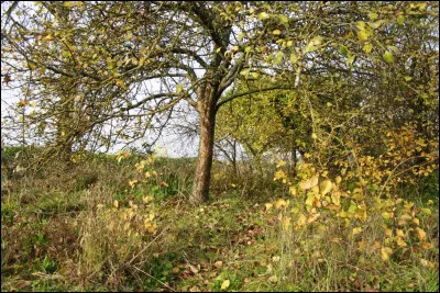 Les jumeaux de Villiers ont pour arbre...