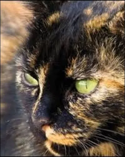 Comment s'appelle l'une des deux s�urs mortes de faim dans le deuxi&egrave;me cycle ?