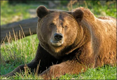 Combien y a-t-il d'ours qui travaillent pour les Muppets ?