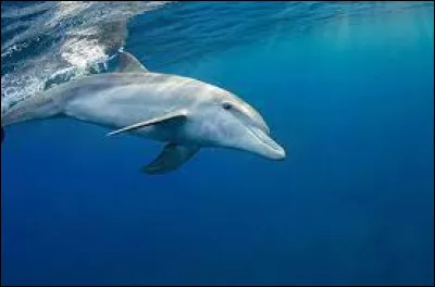 Quel est cet animal ?