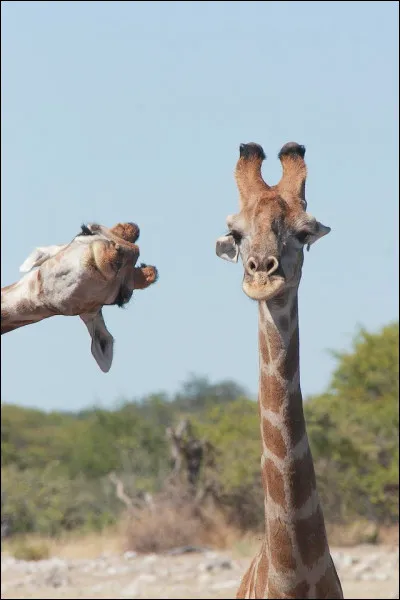 Sur ton téléphone, tu préfères...