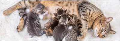 (1). Quelle ombre aimerais-tu &ecirc;tre ?