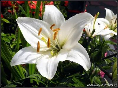Val comme Vallée : qui a écrit "Le Lys dans la vallée" ?