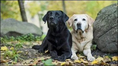 Celui-ci est un chien d'aveugle. Qui est-ce ?