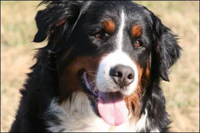 Quel est ce gros nounours ?